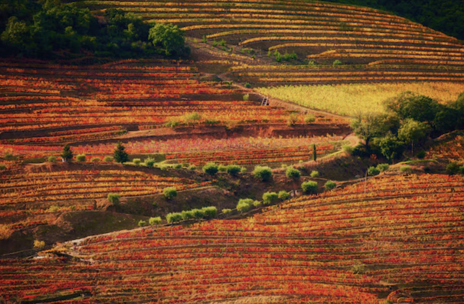 Terraced Douro Valley vineyards in autumn, the leaves turned red and gold